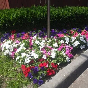 Beautiful flowers in front of apartments.