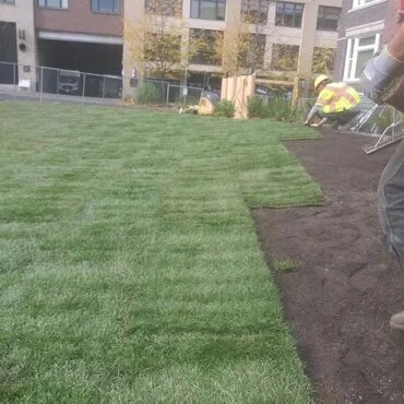 City sod installation.